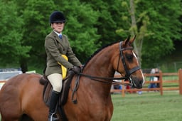 151 Show Hunter Pony 153cm