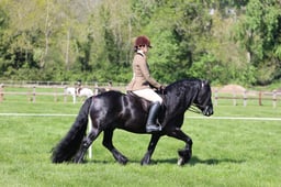C19_1063 2026