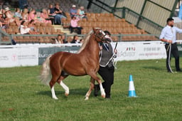 Welsh Section A Juniors