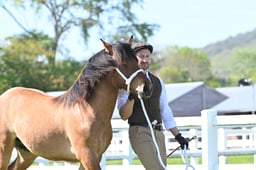 20-21 M&M In Hand Large Breeds