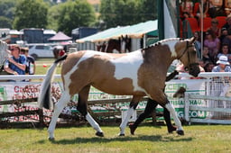 Z68_0280 2026