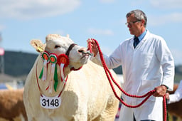 Supreme Beef Championship