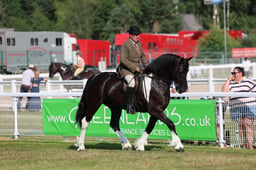 340 Native Horses