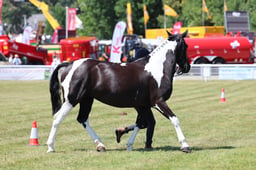 Z68_0494 2026