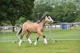 CLH79 Welsh C Yearling Filly  Gelding