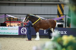 Shire Horse of the Year Prelim