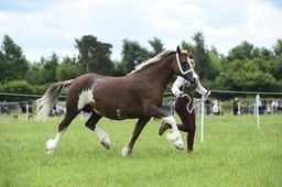 52 Welsh D Mares & Foals