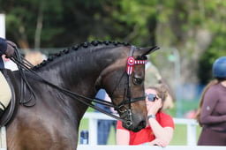 CL 151 Int Show Riding Type 146 -153cm