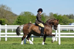 H19_0322 2026
