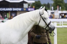 522 Mares