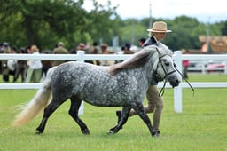 Z41_0562 2026