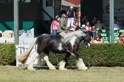 S61_0680 2026