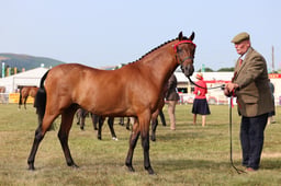 Z69_0256 2026