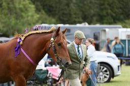 10 Heavy Horse 2 & 3yrs
