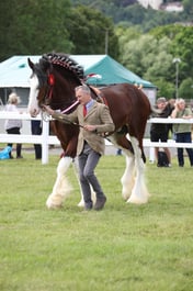 H273-270 SHIRE CHAMPIONSHIP