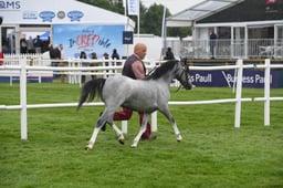 483 Yearling Colt, Filly or Gelding