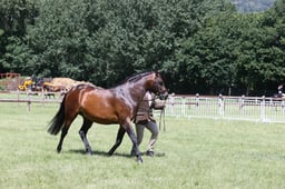 H84 Welsh PB Stallion