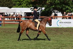 139 Show Pony 128cm