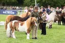 76 Shetland 4 Yrs & Over