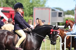 H170 First Ridden Show Pony