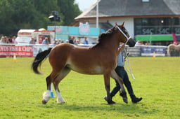 E69_0595 2026