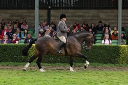 79 Heavyweight Cob