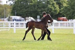 H115 Hunter Foal