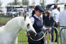 80-81 Mare Foals & Geldings