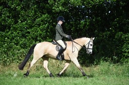 23 Performance Pony 158cm