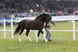 493 Stallions
