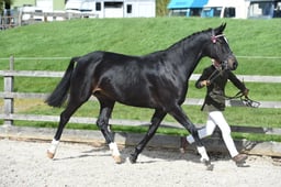 Class 06 In Hand Foreign Breeds