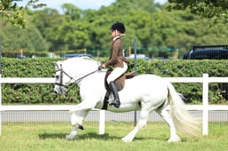 Z41_1927 2026
