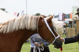 E34_2485 2026