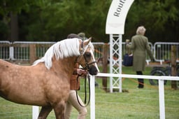 73 Welsh Cob, C 4 Yrs & Over