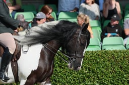 S61_0332 2026