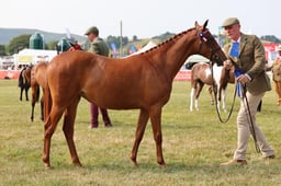 Z69_0343 2026