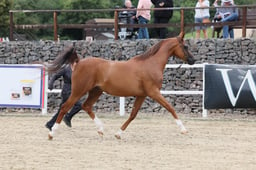 Senior Gelding Championships