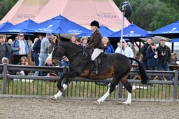 A29_1864 2026