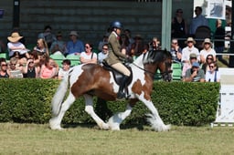 S61_0663 2026