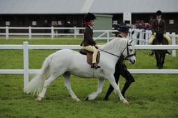 46 M&M Pretty Polly Lead Rein