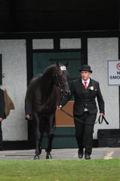 Thoroughbred Stallion Parade