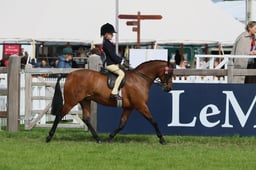 128 Show Pony 128cm