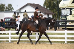 119C Riding Horse Championship