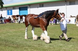 Clydesdale Young Handler