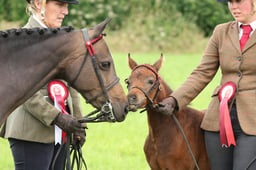 Riding Pony Breeding