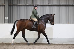 Class 53 RIHS HWT Hunter