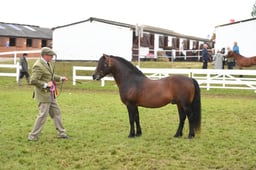 Dartmoor Championship