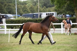 F497 M&M Home Produced IH Large Breeds