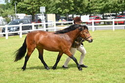 CLH60 Dartmoor 2-3 year ColtFillyGelding