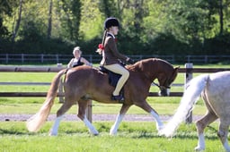 C19_2655 2026